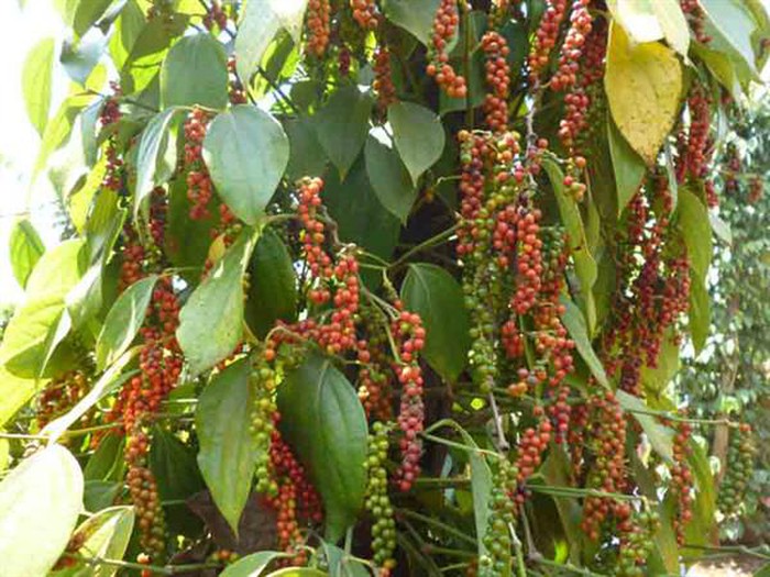 Vietnam estimated 260,000 tonnes of pepper in 2021